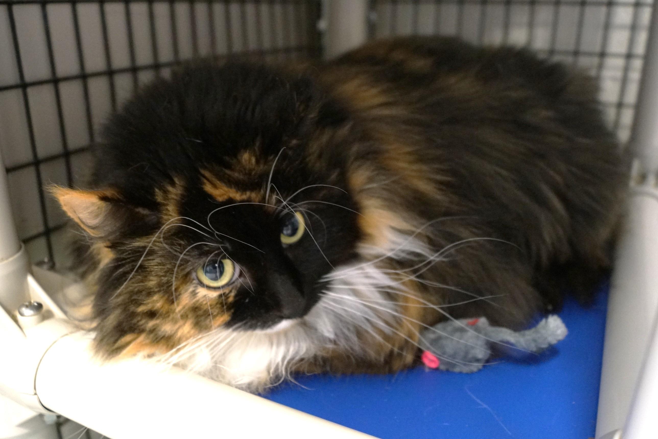 Monarch, a Adoptable Tortoiseshell in New Milford, CT image 2/6