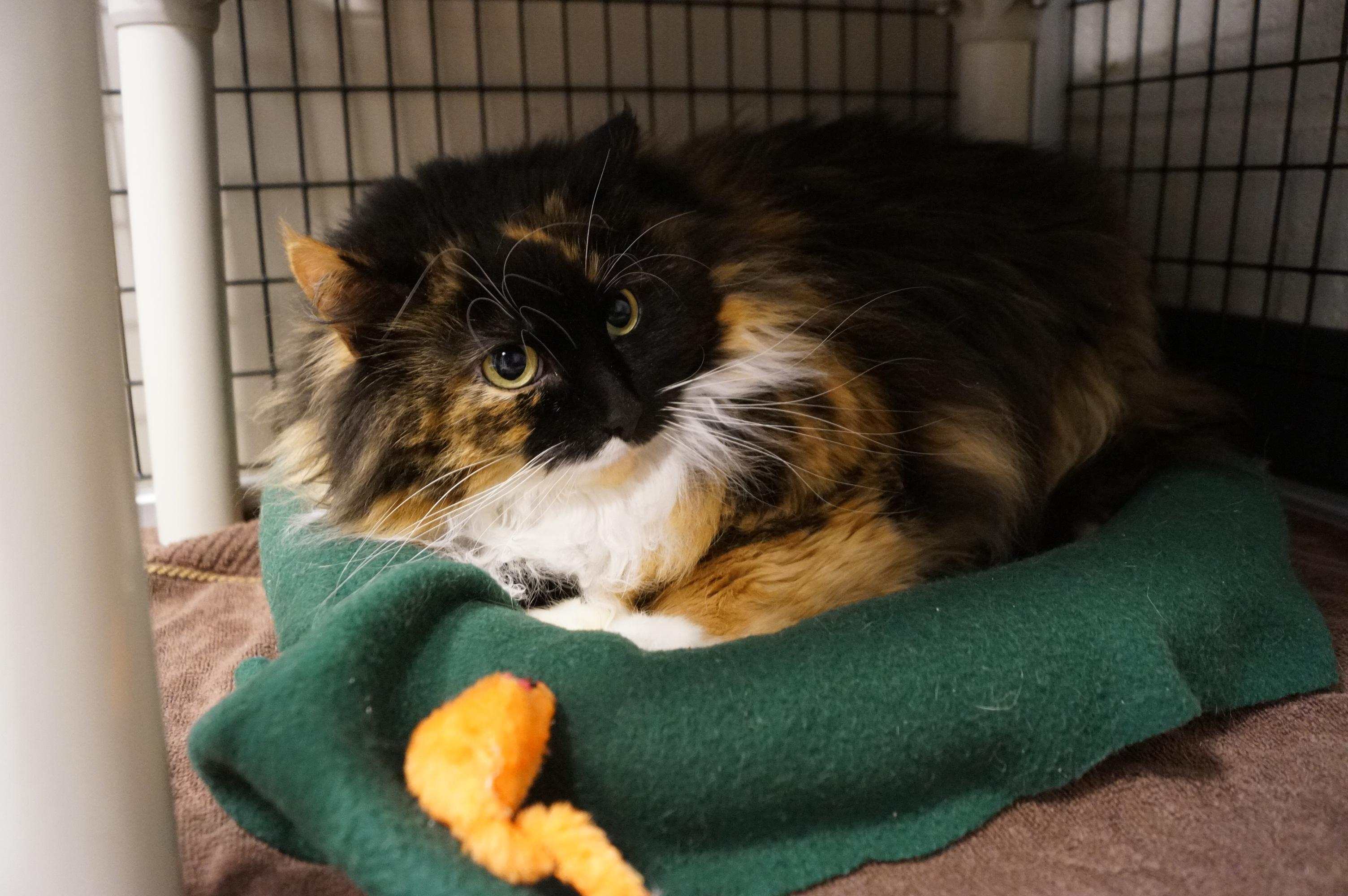 Monarch, a Adoptable Tortoiseshell in New Milford, CT image 1/6