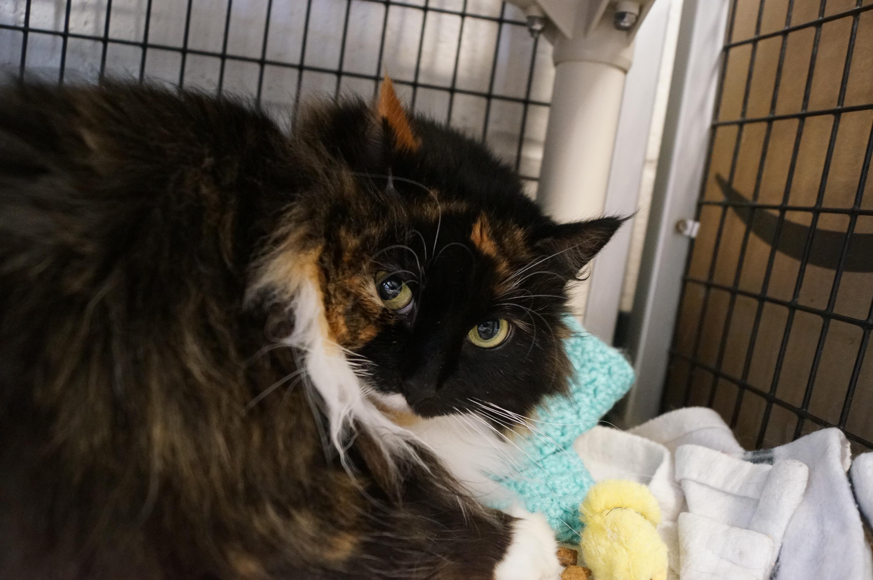 Monarch, a Adoptable Tortoiseshell in New Milford, CT image 3/6