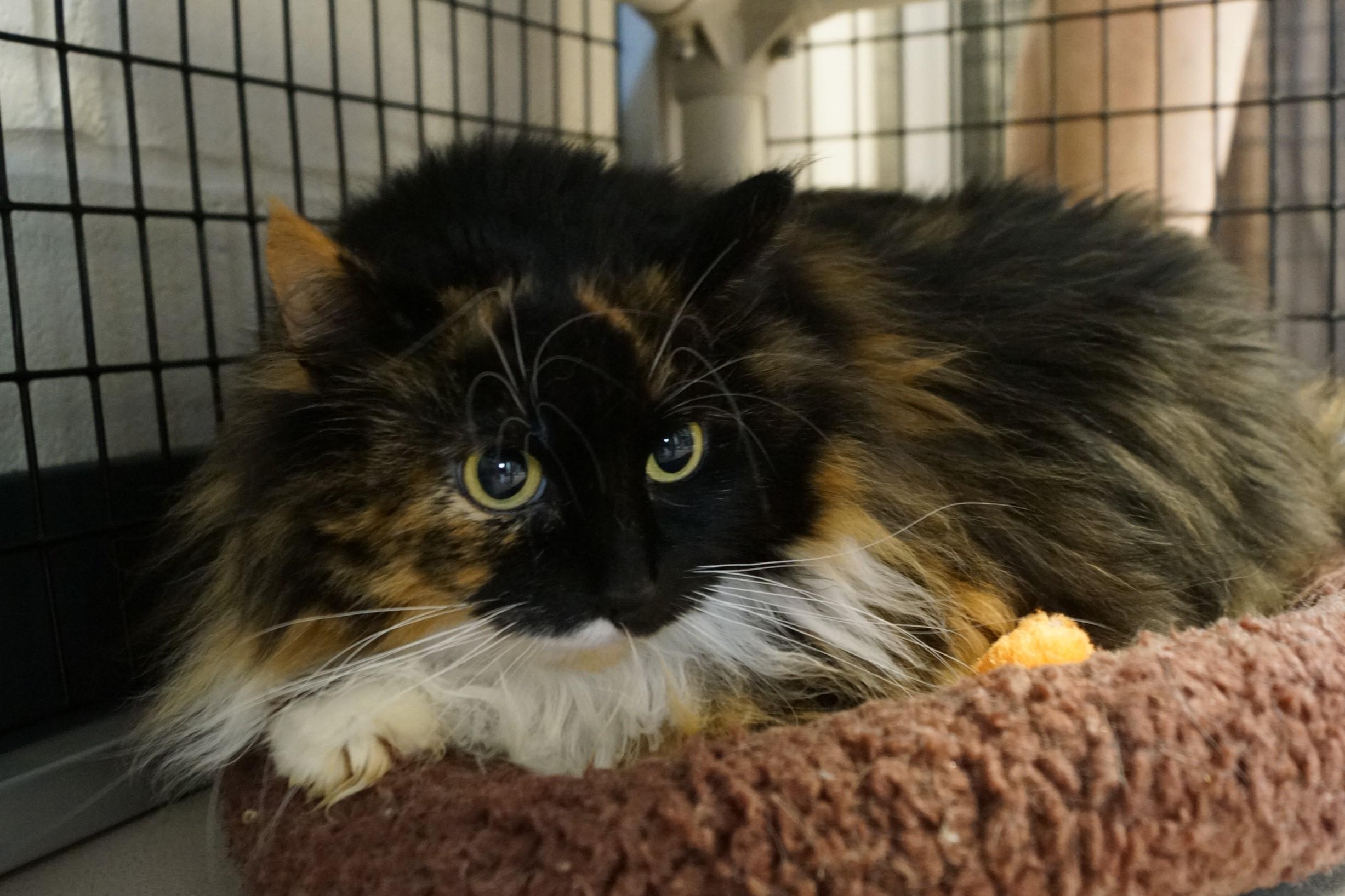 Monarch, a Adoptable Tortoiseshell in New Milford, CT image 4/6