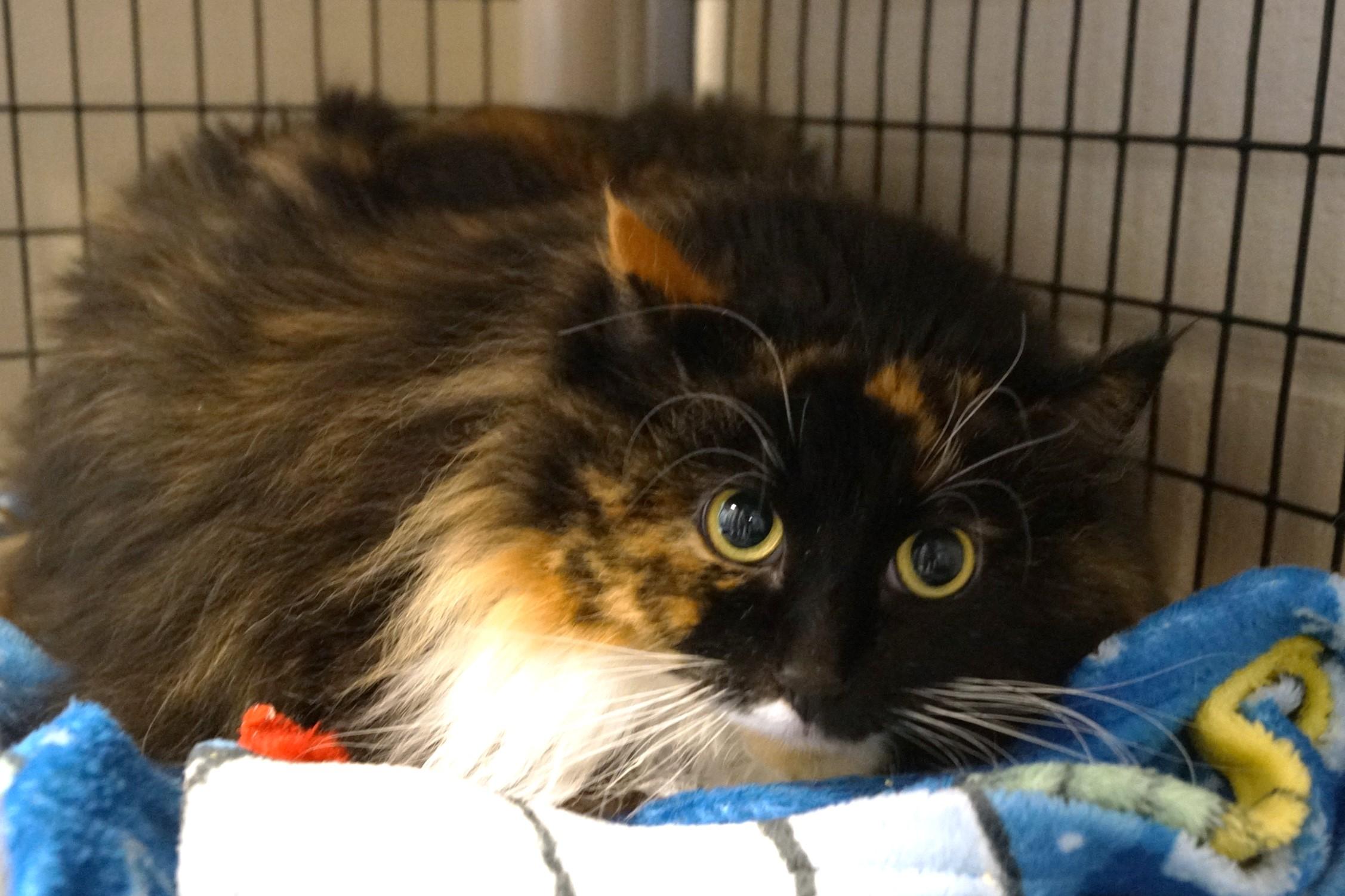 Monarch, a Adoptable Tortoiseshell in New Milford, CT image 5/6