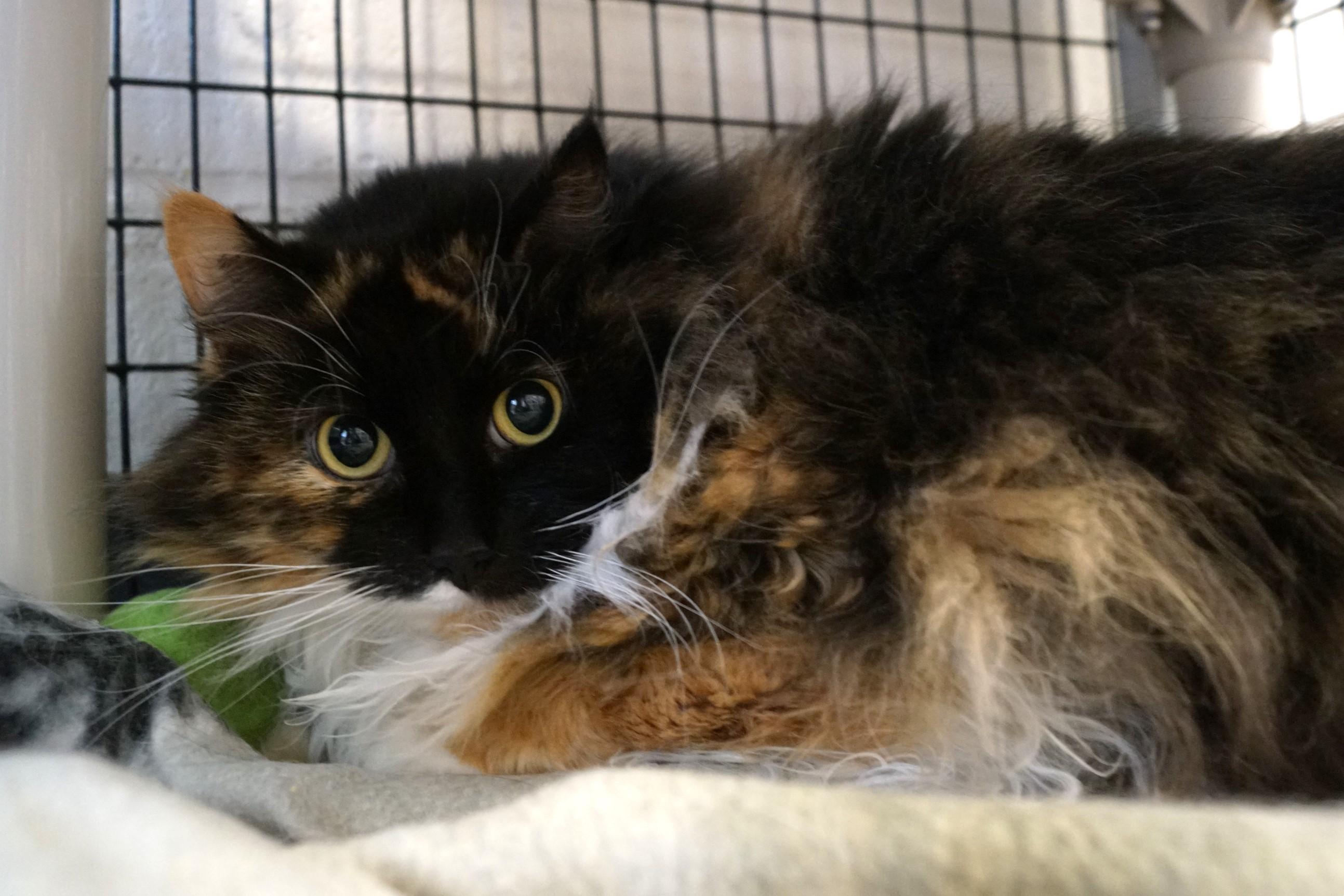 Monarch, a Adoptable Tortoiseshell in New Milford, CT image 6/6