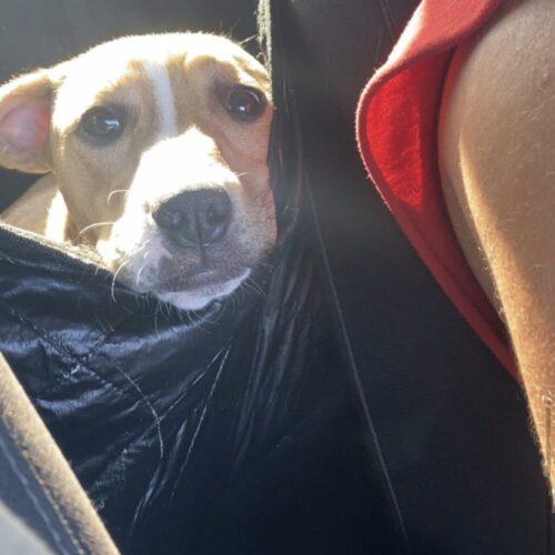 Fayne, a Adoptable Pit Bull Terrier in Edmond, OK image 1/5