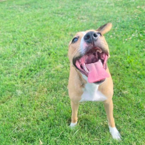 Fayne, Adoptable, Puppy Female Pit Bull Terrier.