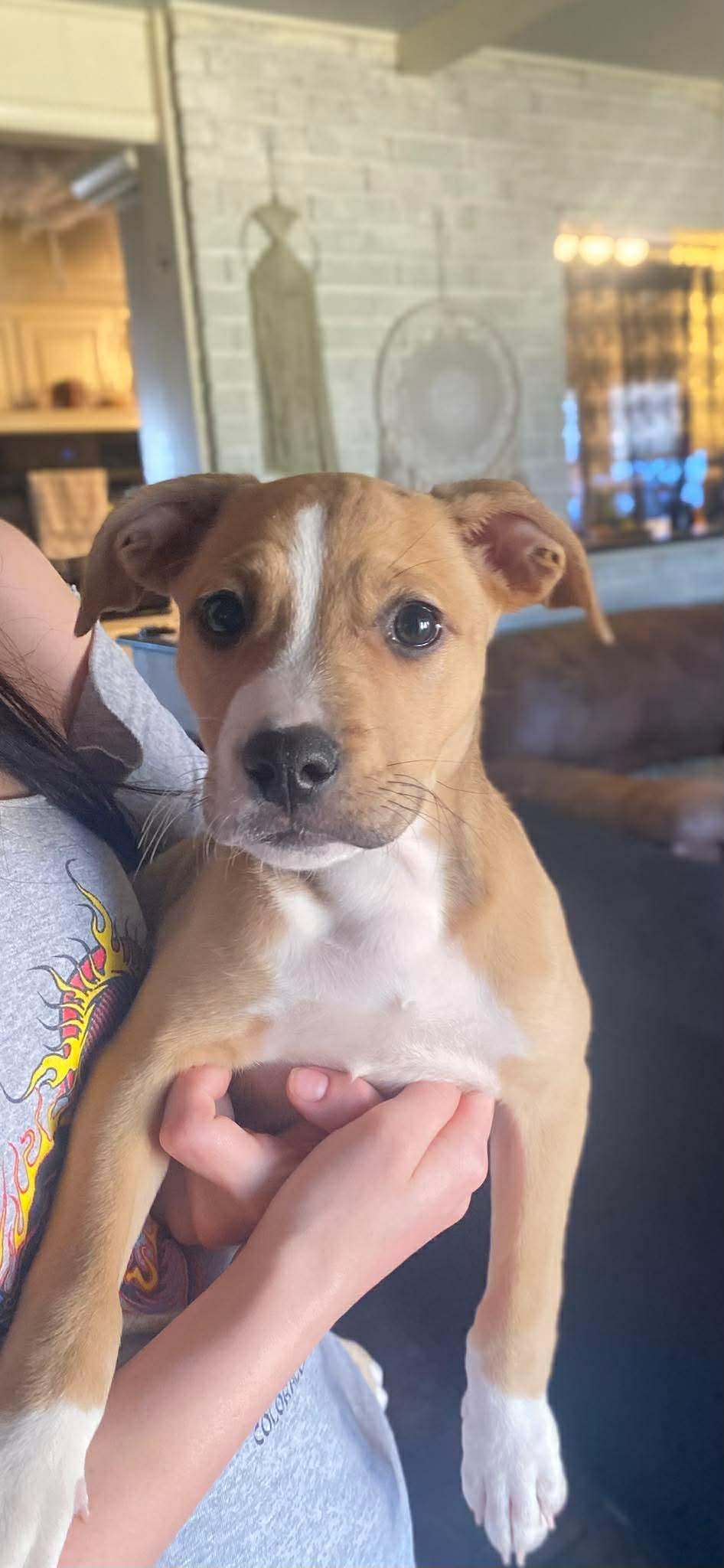 Enlarge Fayne, a Adoptable Pit Bull Terrier in Edmond, OK image 1/5