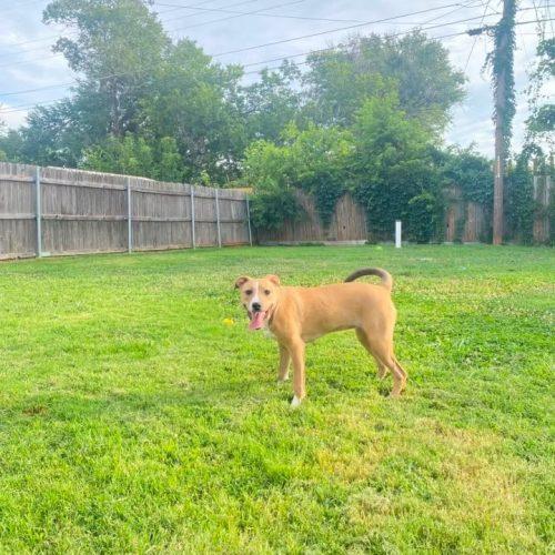 Fayne, a Adoptable Pit Bull Terrier in Edmond, OK image 2/6
