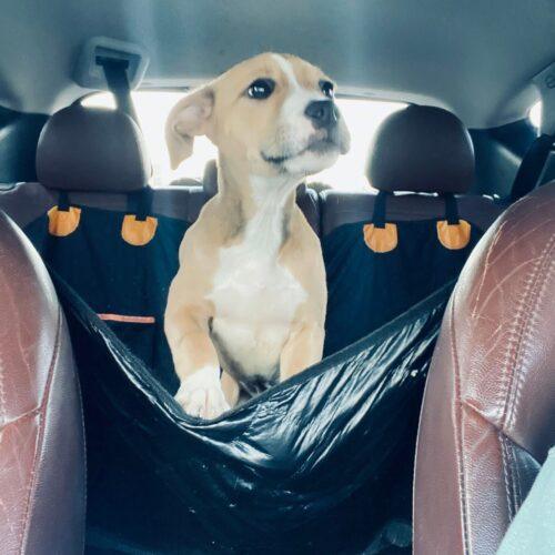 Enlarge Fayne, a Adoptable Pit Bull Terrier in Edmond, OK image 2/5