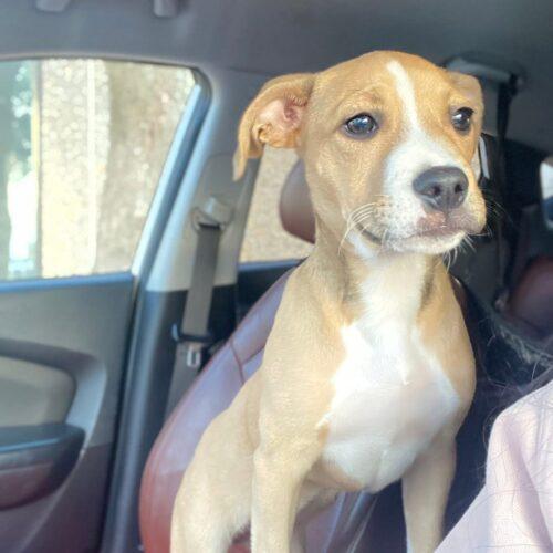 Enlarge Fayne, a Adoptable Pit Bull Terrier in Edmond, OK image 3/5