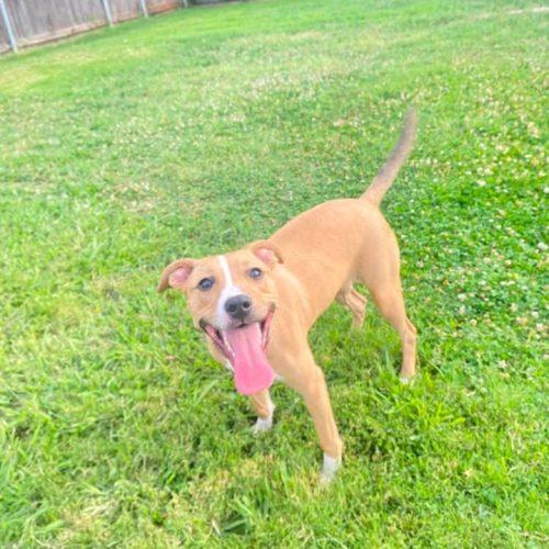 Fayne, a Adoptable Pit Bull Terrier in Edmond, OK image 4/6