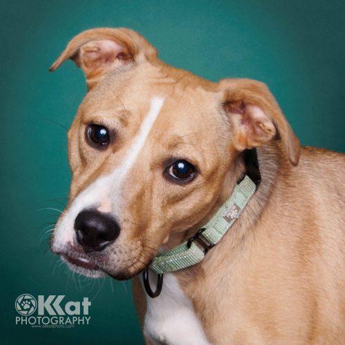 Enlarge Fayne, a Adoptable Pit Bull Terrier in Edmond, OK image 4/6