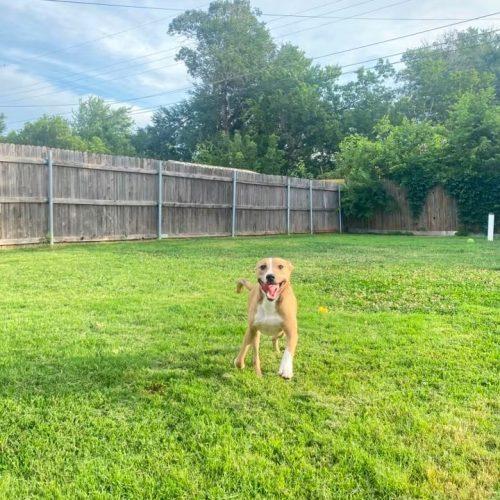Fayne, a Adoptable Pit Bull Terrier in Edmond, OK image 5/6