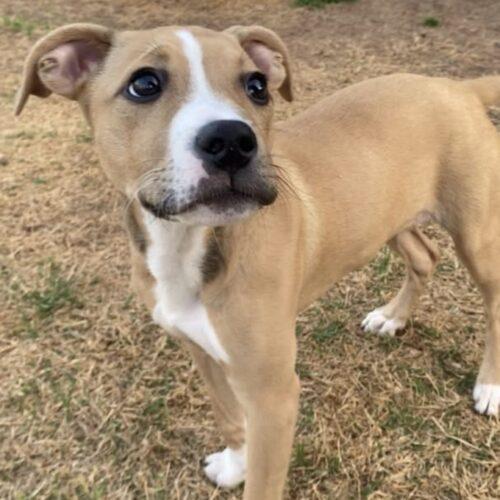 Enlarge Fayne, a Adoptable Pit Bull Terrier in Edmond, OK image 4/5