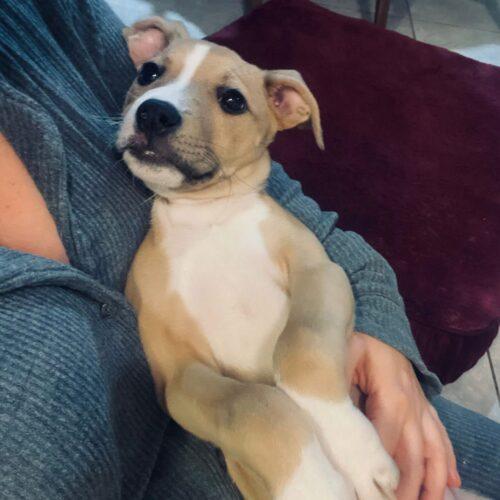 Enlarge Fayne, a Adoptable Pit Bull Terrier in Edmond, OK image 5/5