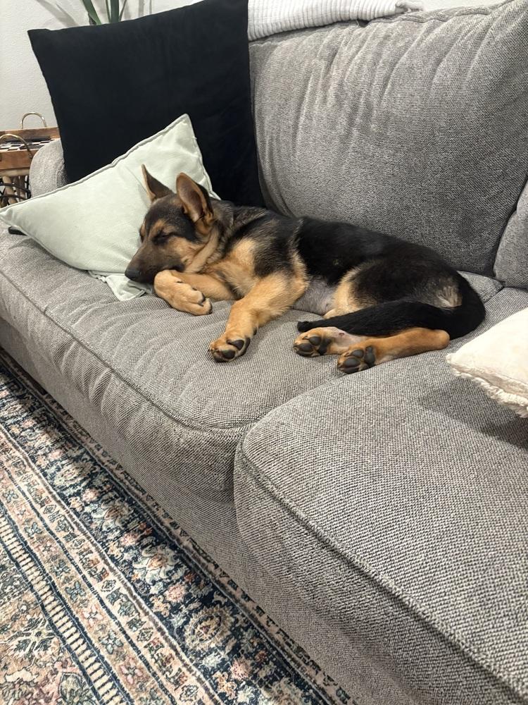 Sandy, Adoptable, Puppy Female German Shepherd Dog.
