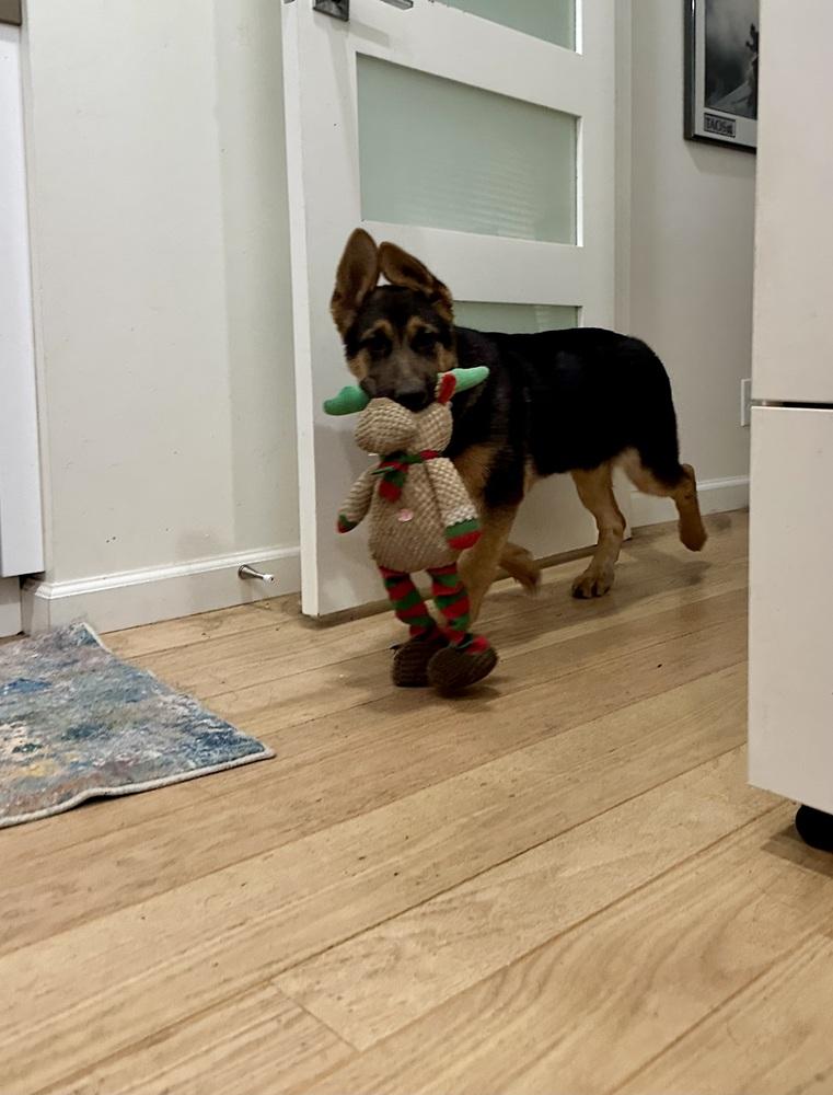 Enlarge Sandy, a Adoptable German Shepherd Dog in Palo Alto, CA image 2/6