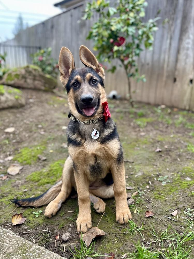 Enlarge Sandy, a Adoptable German Shepherd Dog in Palo Alto, CA image 3/6