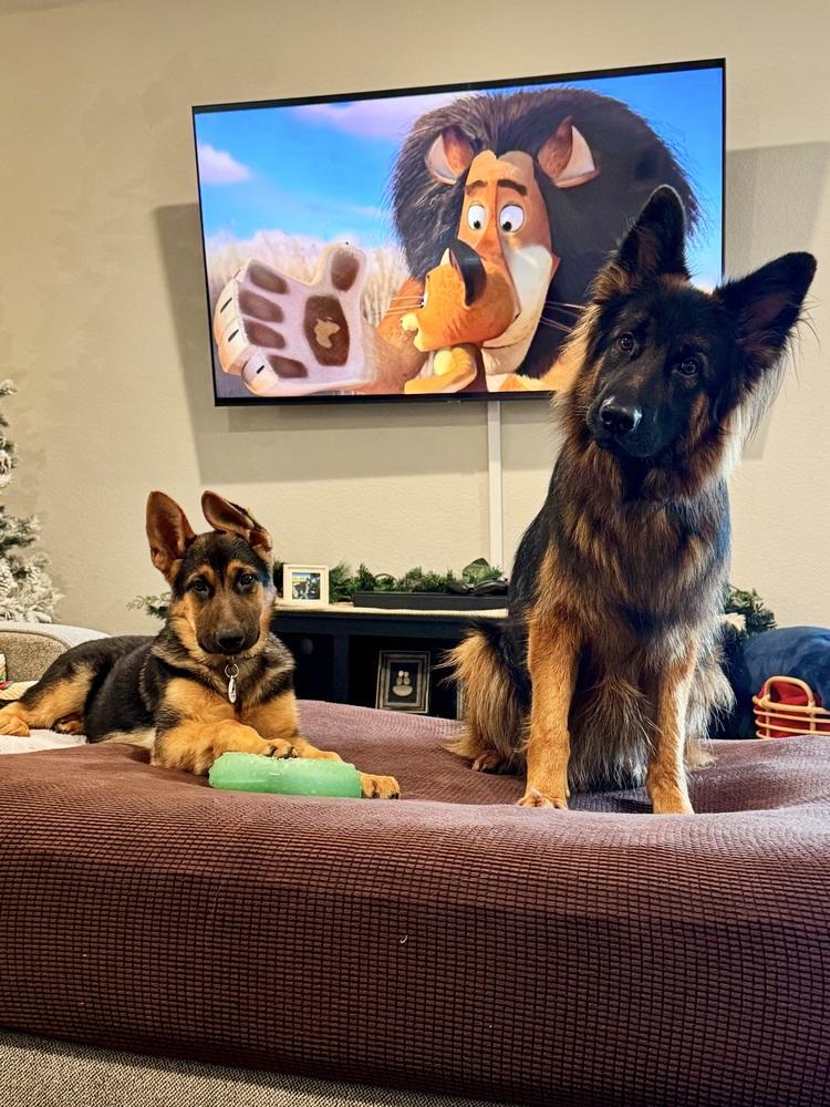 Enlarge Sandy, a Adoptable German Shepherd Dog in Palo Alto, CA image 4/6