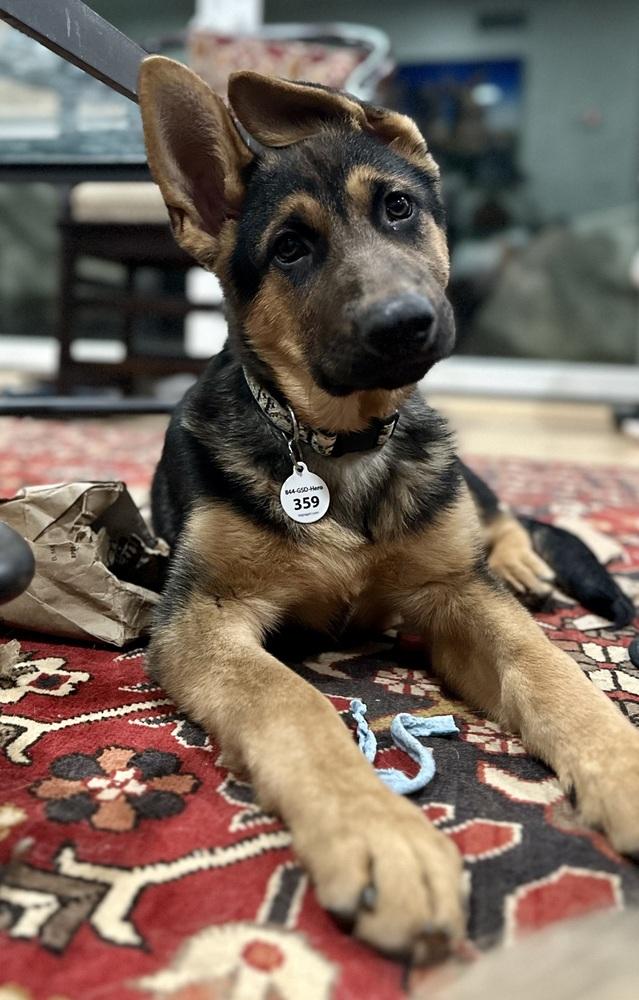 Enlarge Sandy, a Adoptable German Shepherd Dog in Palo Alto, CA image 5/6