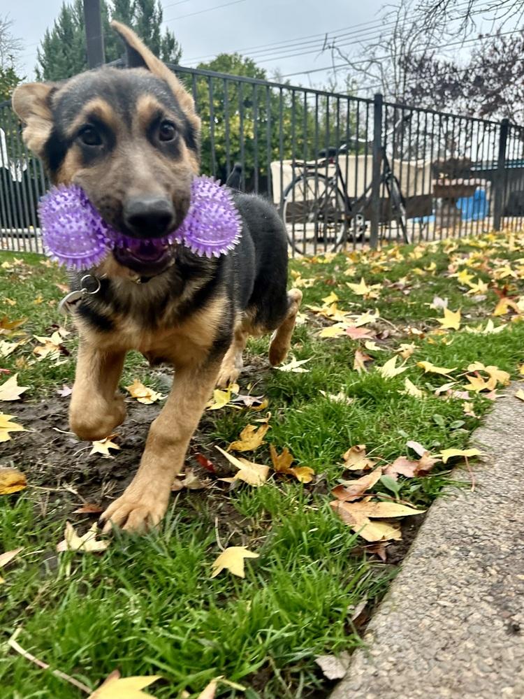 Enlarge Sandy, a Adoptable German Shepherd Dog in Palo Alto, CA image 6/6