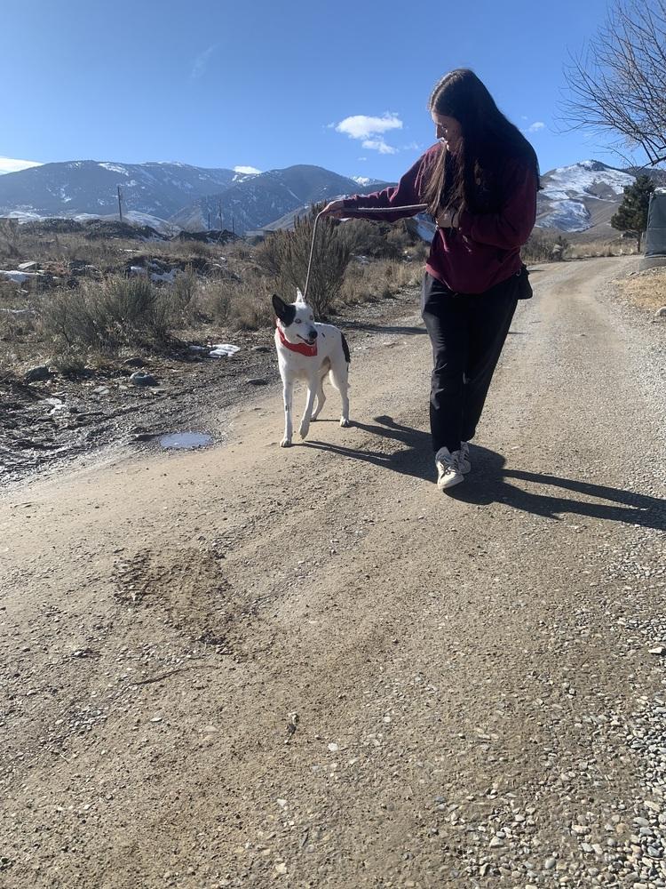Spot, Adoptable, Adult Male Husky.