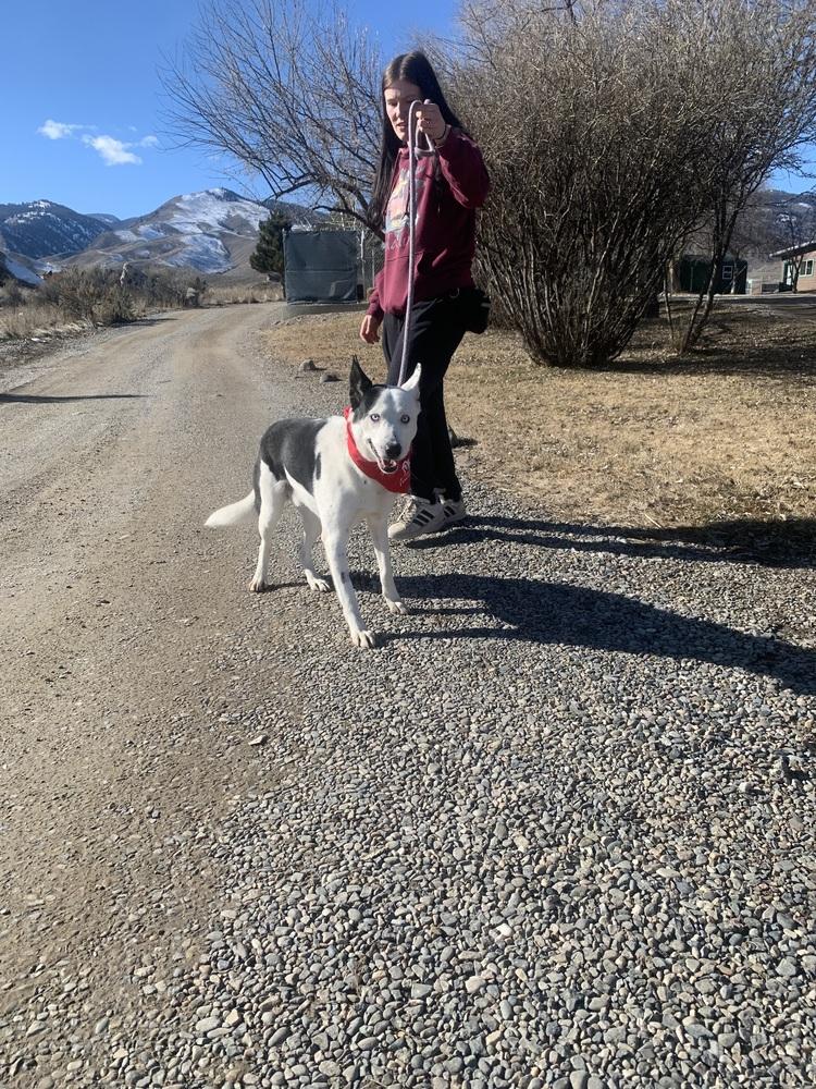 Enlarge Spot, a Adoptable Husky in Salmon, ID image 2/6