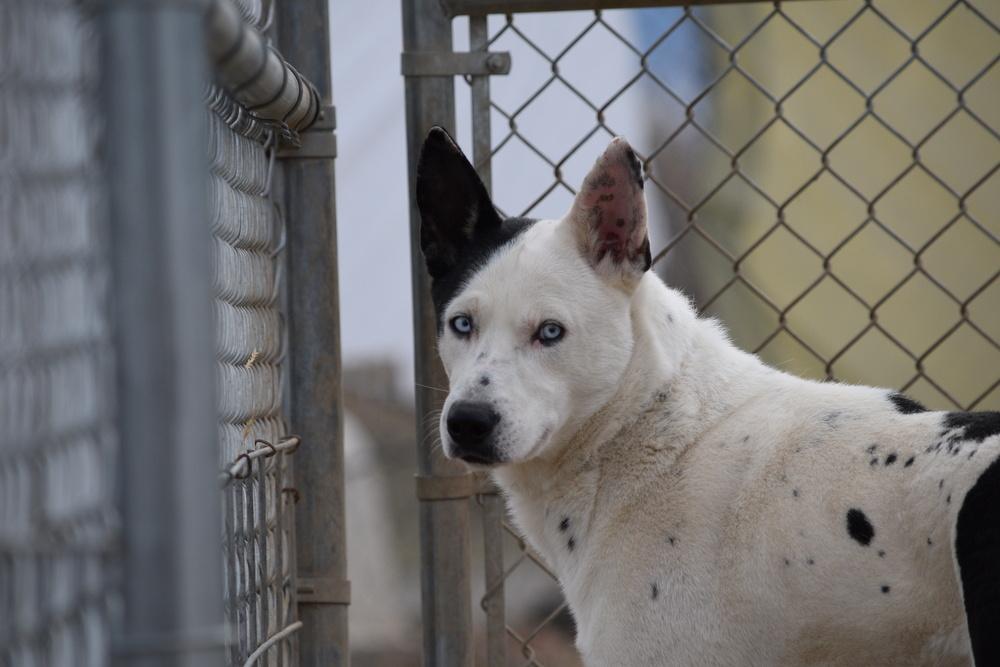 Spot, Adoptable, Adult Male Husky.