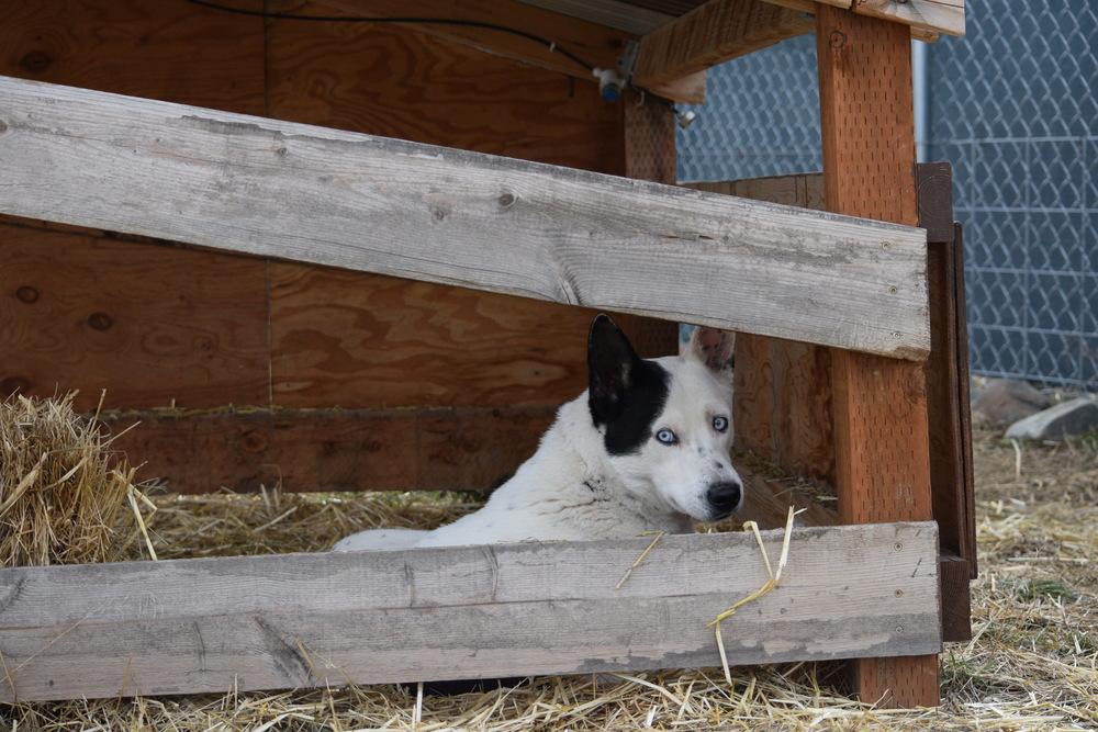 Enlarge Spot, a Adoptable Husky in Salmon, ID image 2/6