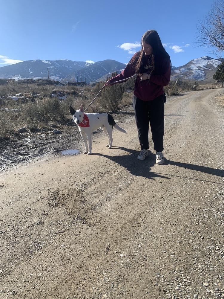 Enlarge Spot, a Adoptable Husky in Salmon, ID image 3/6