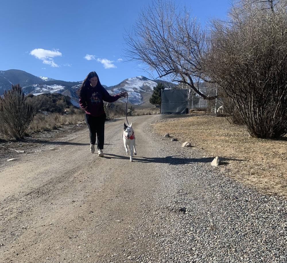 Enlarge Spot, a Adoptable Husky in Salmon, ID image 4/6