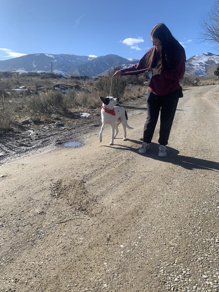 Enlarge Spot, a Adoptable Husky in Salmon, ID image 5/6