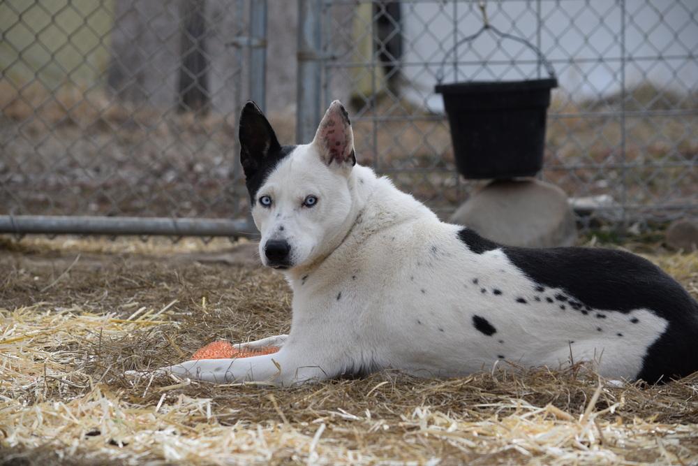 Enlarge Spot, a Adoptable Husky in Salmon, ID image 5/6