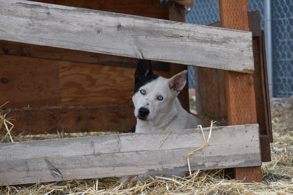 Enlarge Spot, a Adoptable Husky in Salmon, ID image 6/6