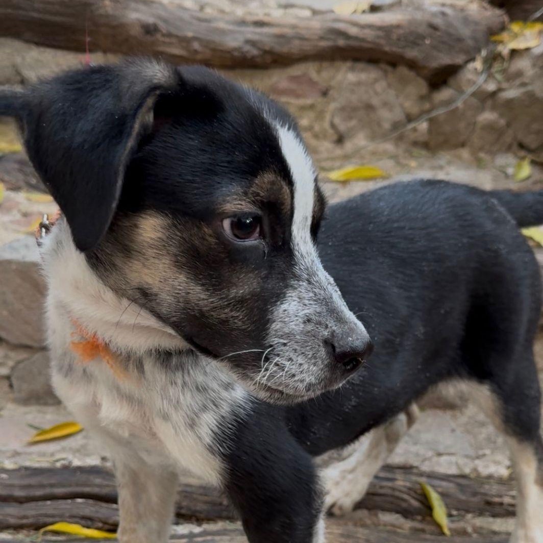 Pecorino, a Adoptable mixed breed in Austin, TX image 2/4