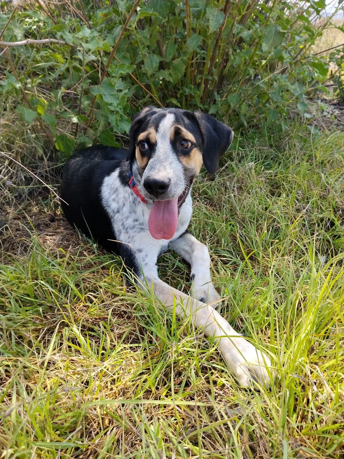 Pecorino, Adoptable, Puppy Male Australian Cattle Dog / Blue Heeler & Chihuahua.