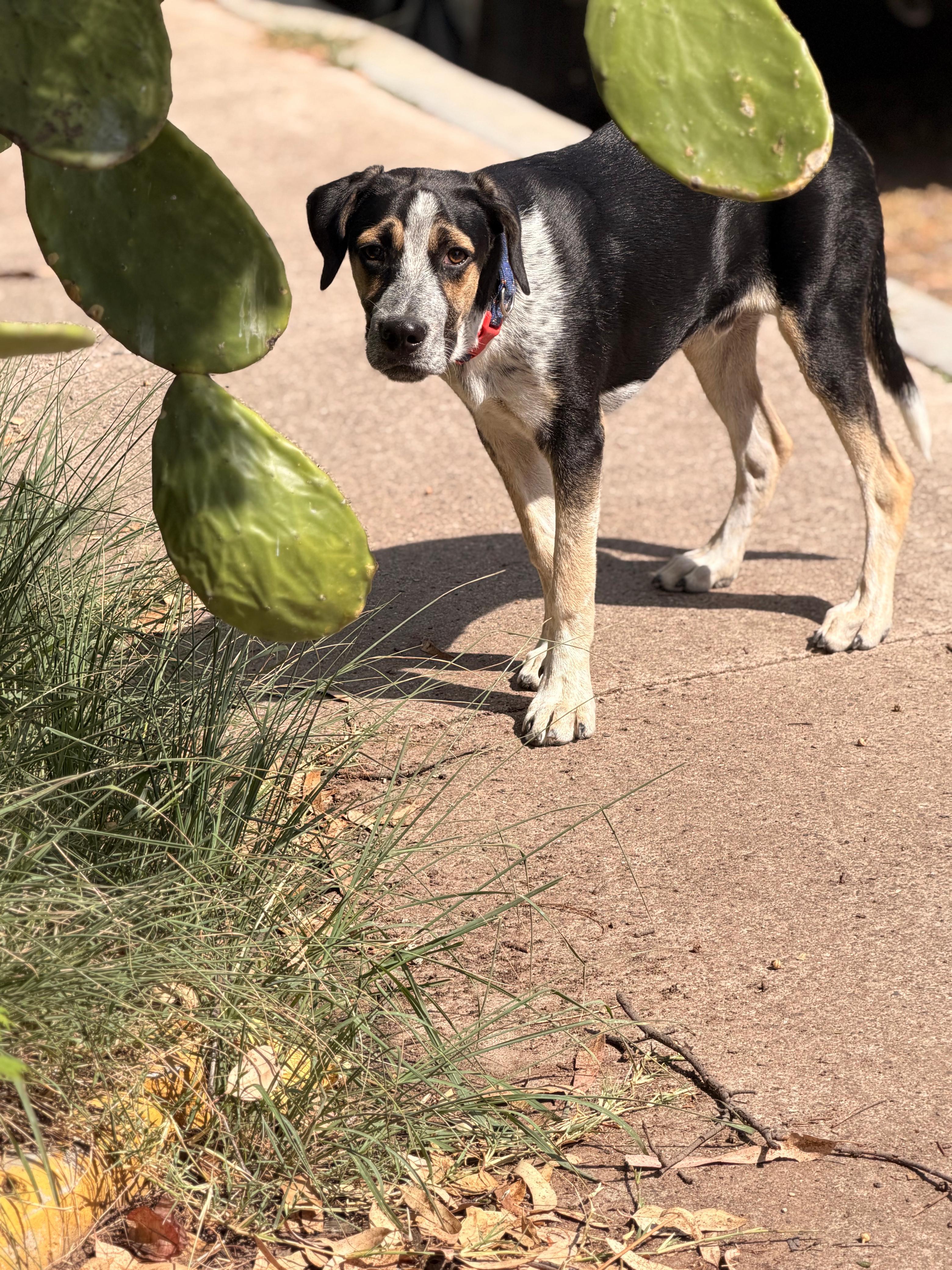 Enlarge Pecorino, a Adoptable mixed breed in Austin, TX image 5/6