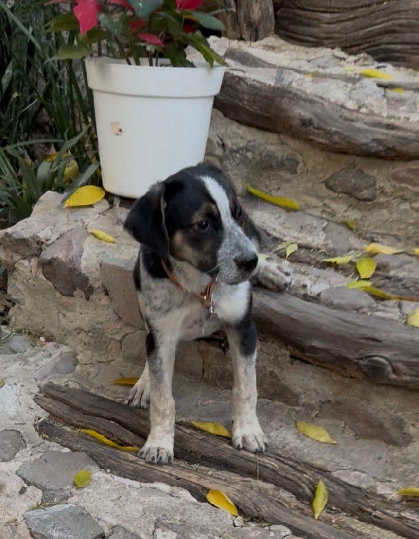 Pecorino, a Adoptable mixed breed in Austin, TX image 4/4