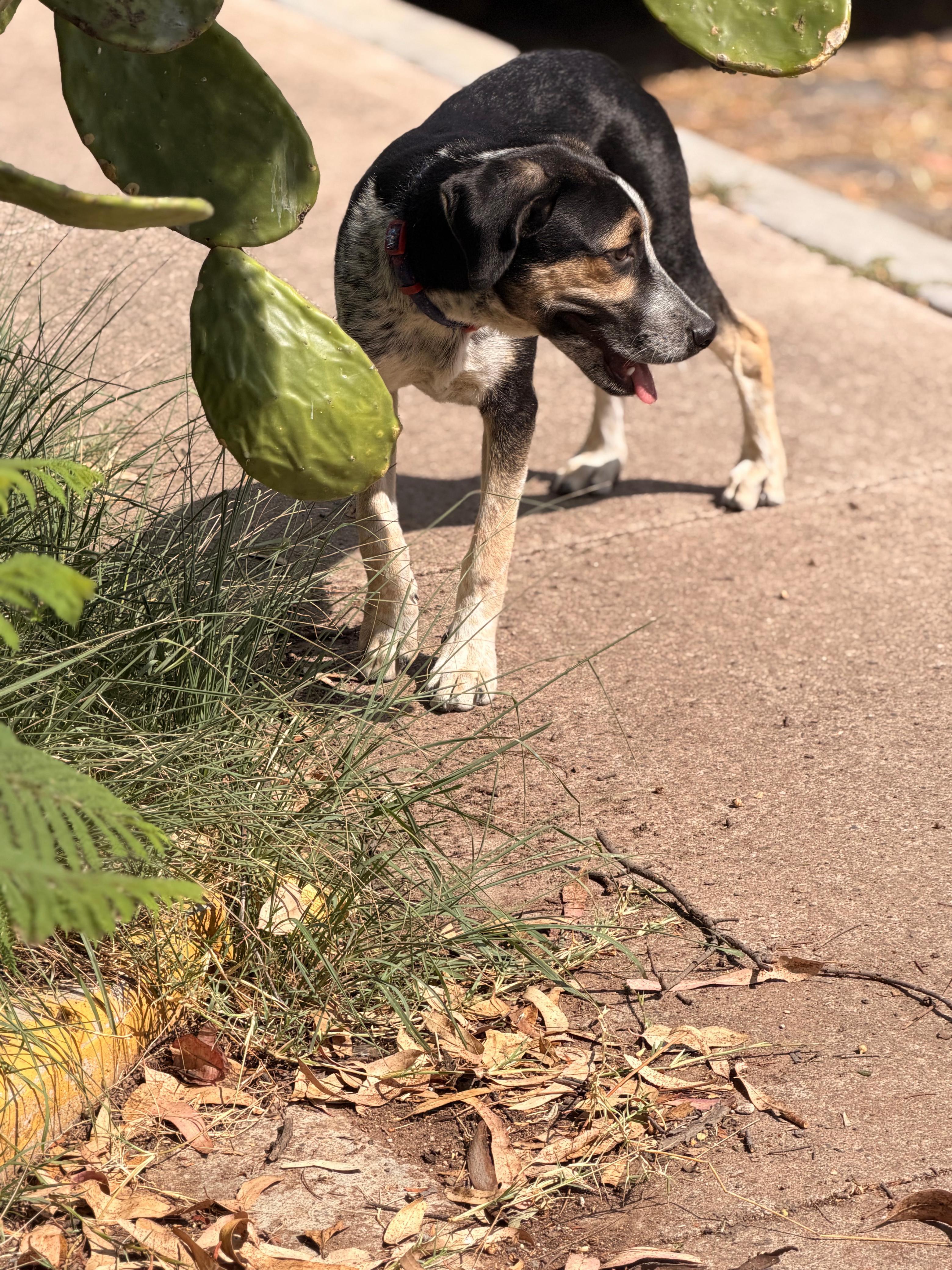 Enlarge Pecorino, a Adoptable mixed breed in Austin, TX image 3/6