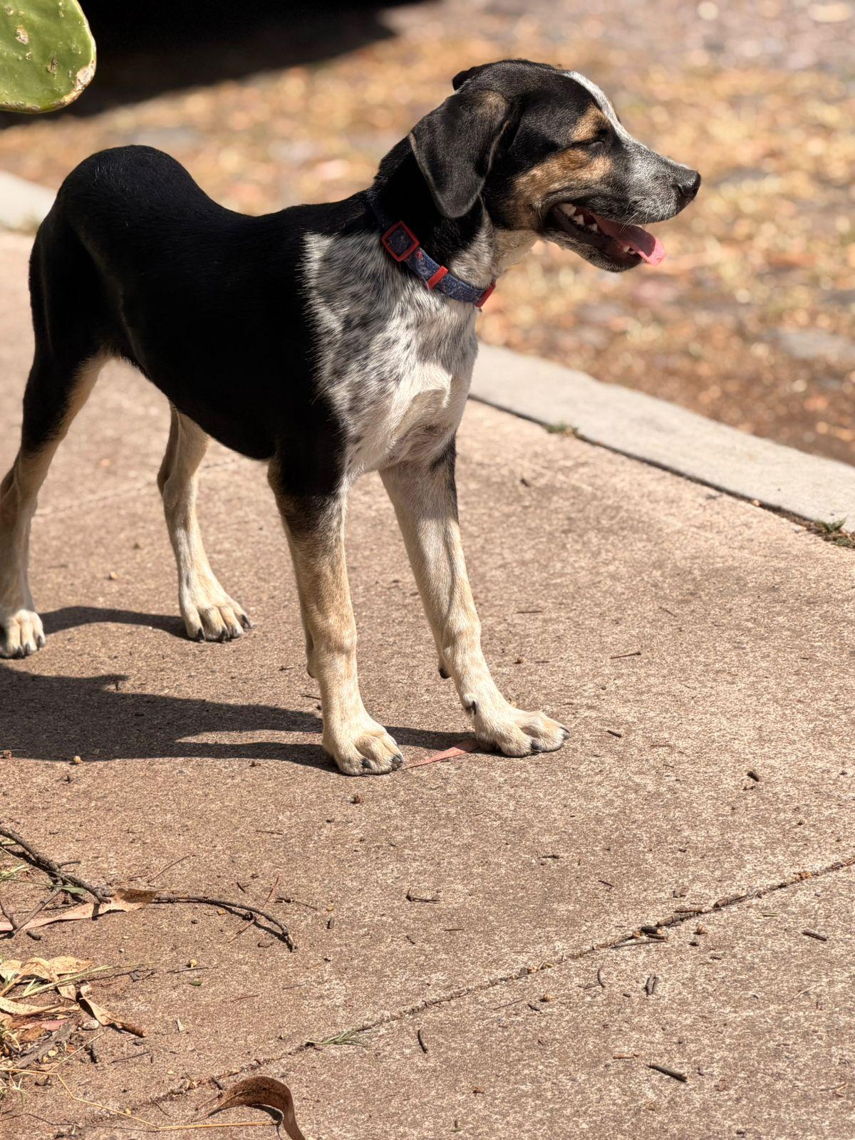 Enlarge Pecorino, a Adoptable mixed breed in Austin, TX image 2/6