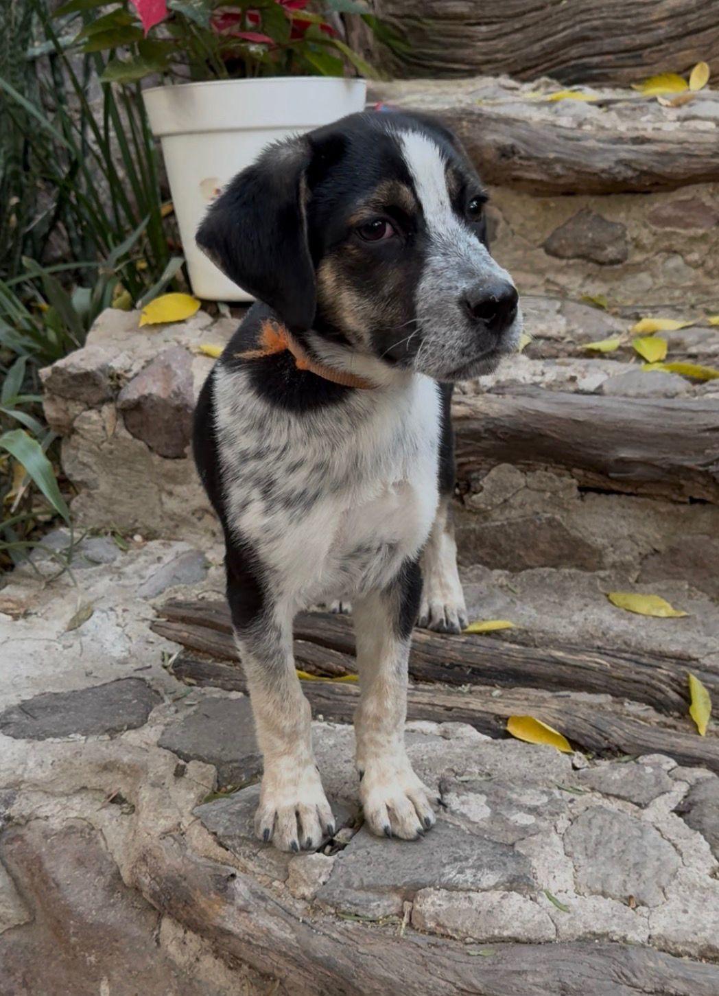 Pecorino, a Adoptable mixed breed in Austin, TX image 1/4