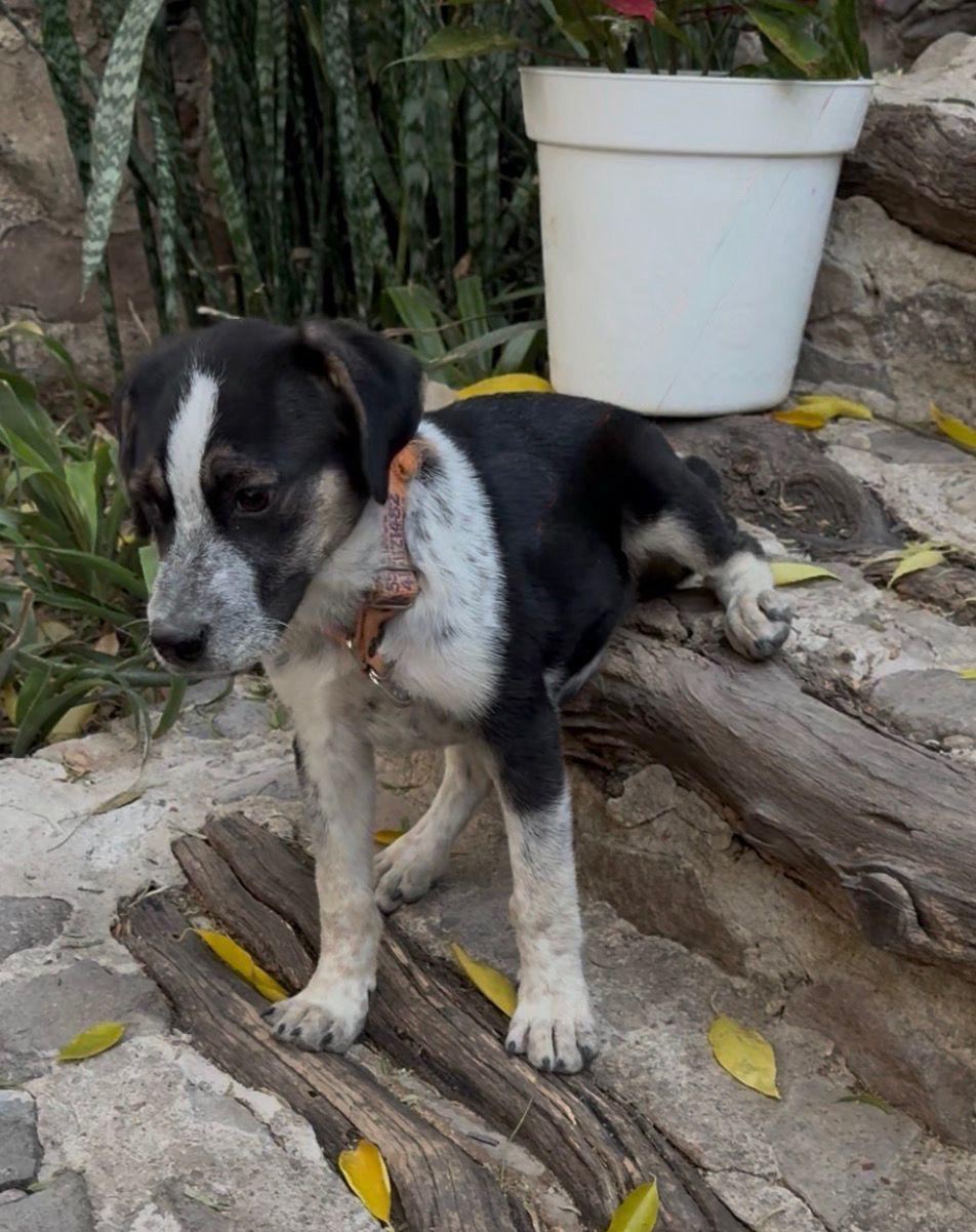 Pecorino, a Adoptable mixed breed in Austin, TX image 3/4