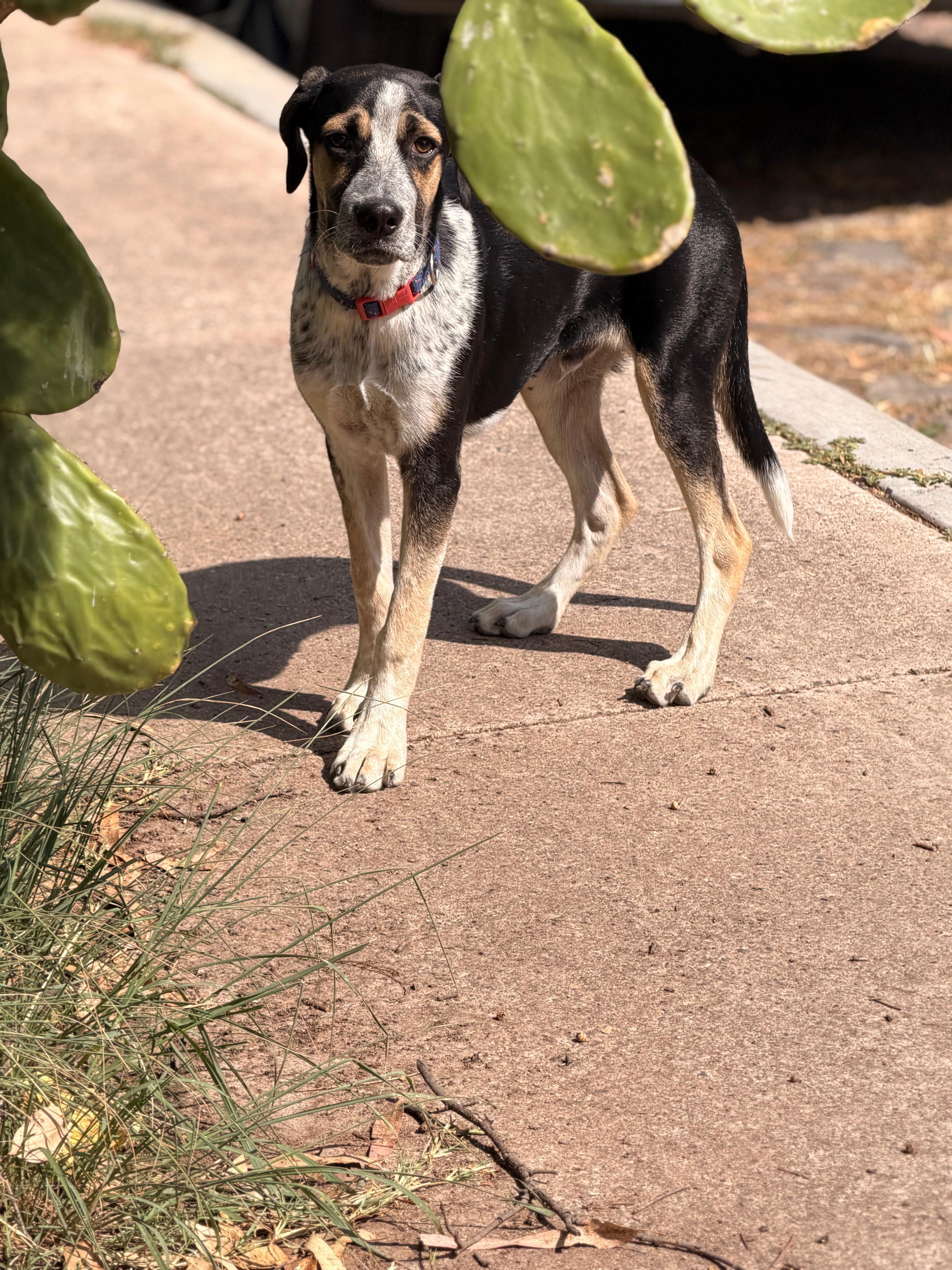 Enlarge Pecorino, a Adoptable mixed breed in Austin, TX image 4/6