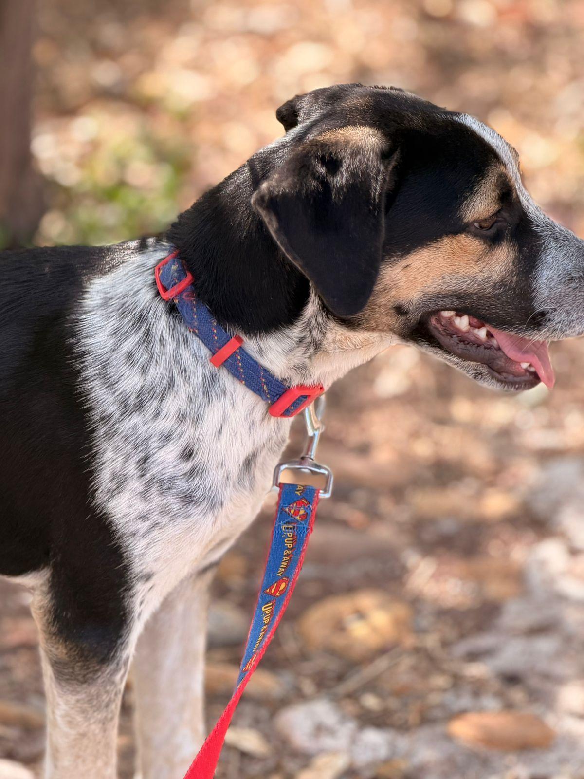 Enlarge Pecorino, a Adoptable mixed breed in Austin, TX image 6/6