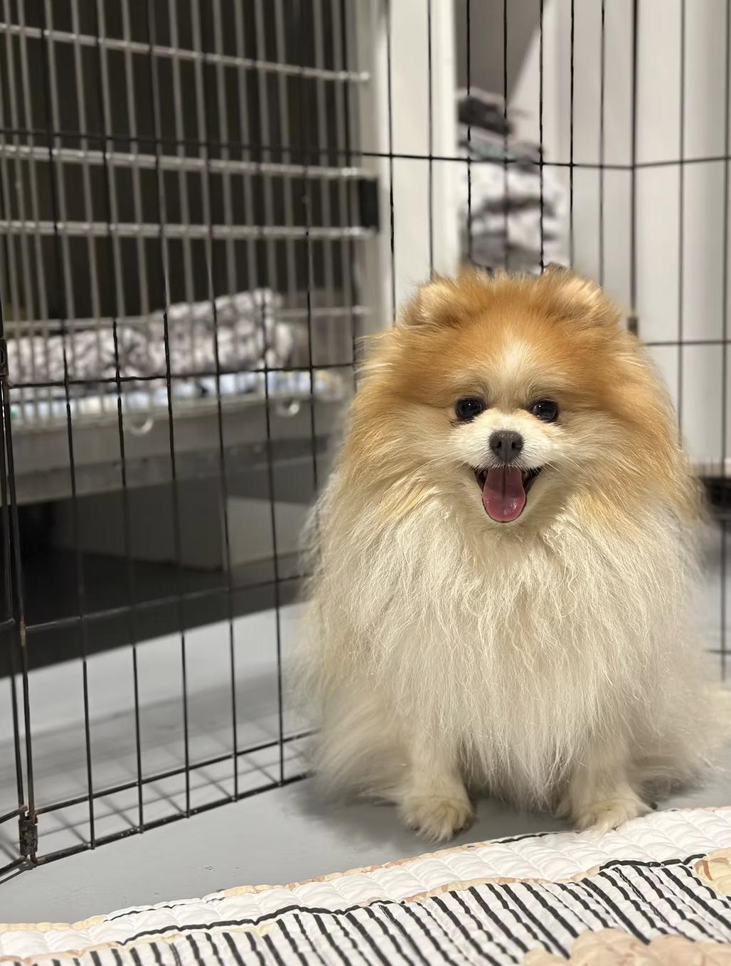 Pixie, adopted, Adult Female Pomeranian.