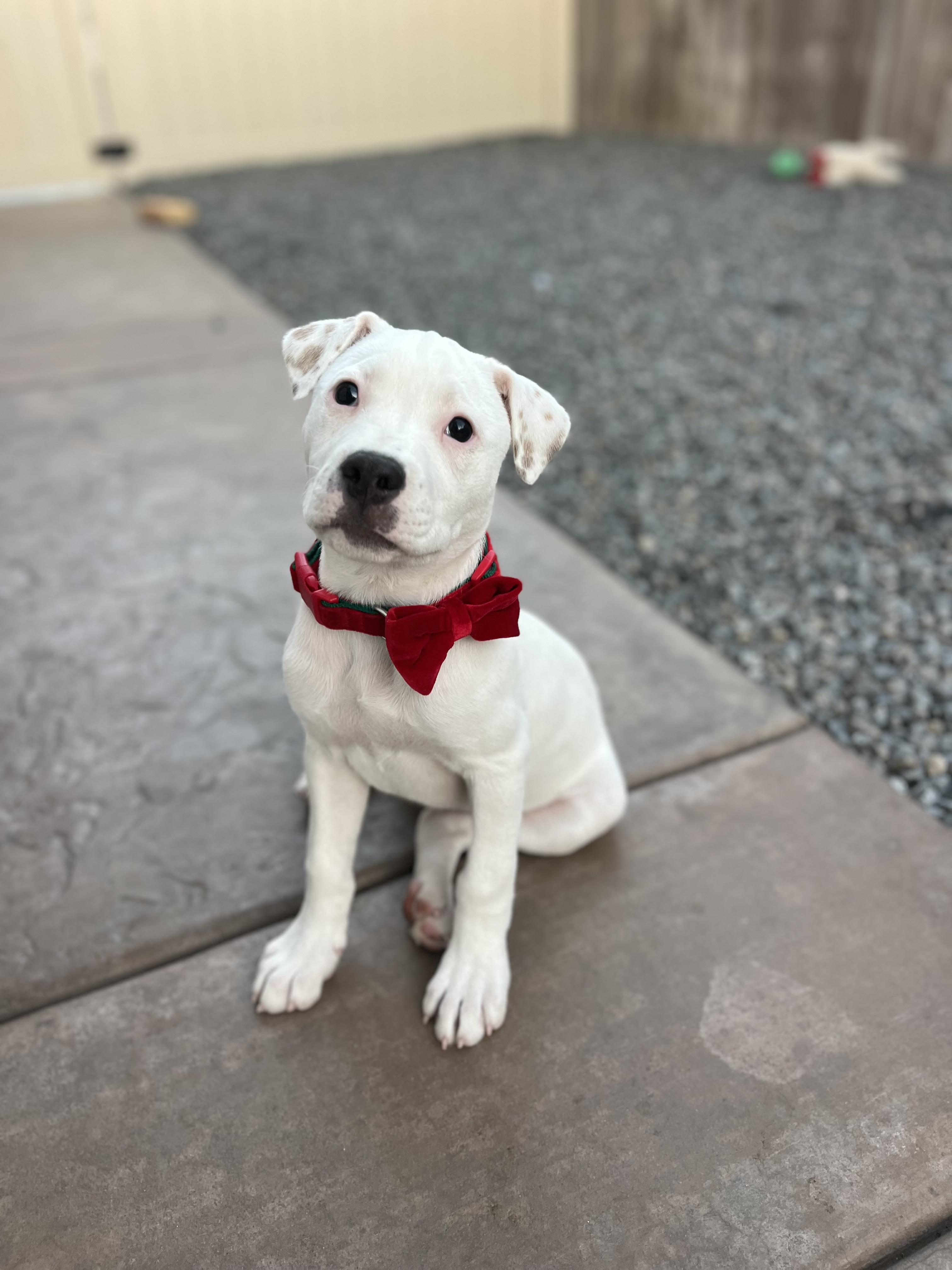 Snoopy , ADOPTABLE, Puppy Male Pit Bull Terrier & Australian Shepherd.