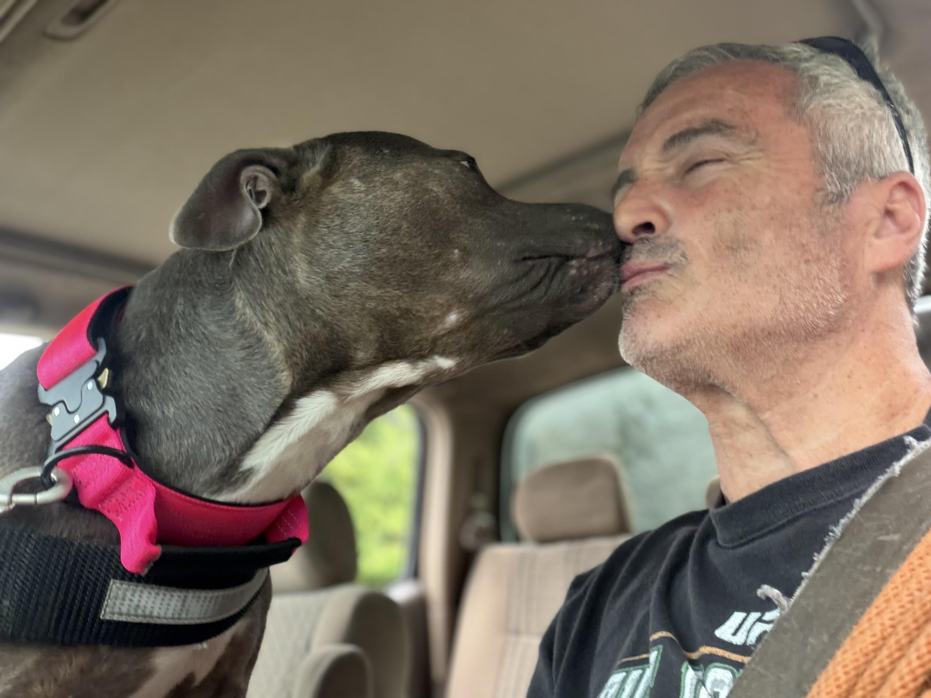 Enlarge MAVIS the blue nose, a ADOPTABLE Pit Bull Terrier in Media, PA image 3/6
