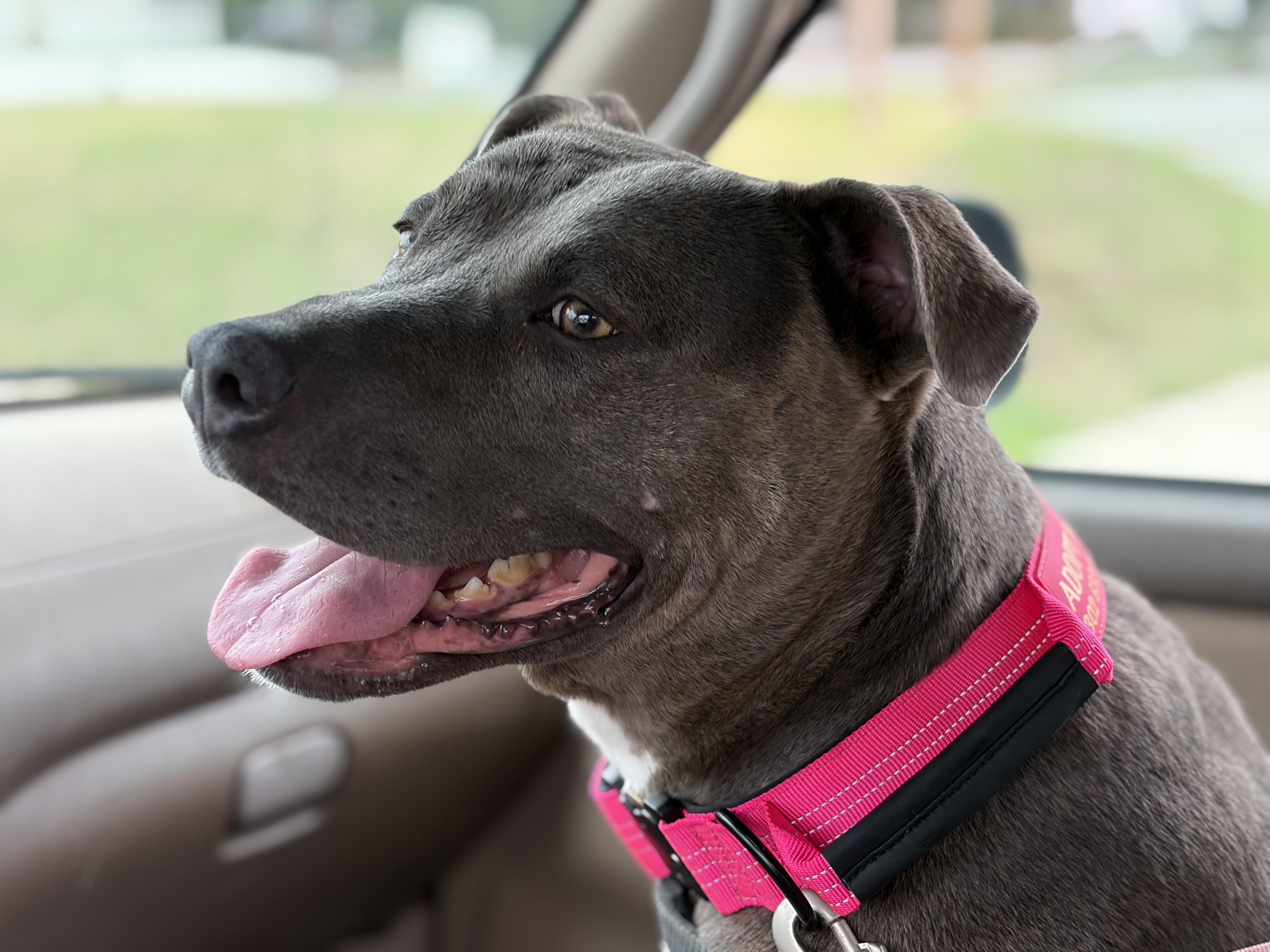 Enlarge MAVIS the blue nose, a ADOPTABLE Pit Bull Terrier in Media, PA image 1/6