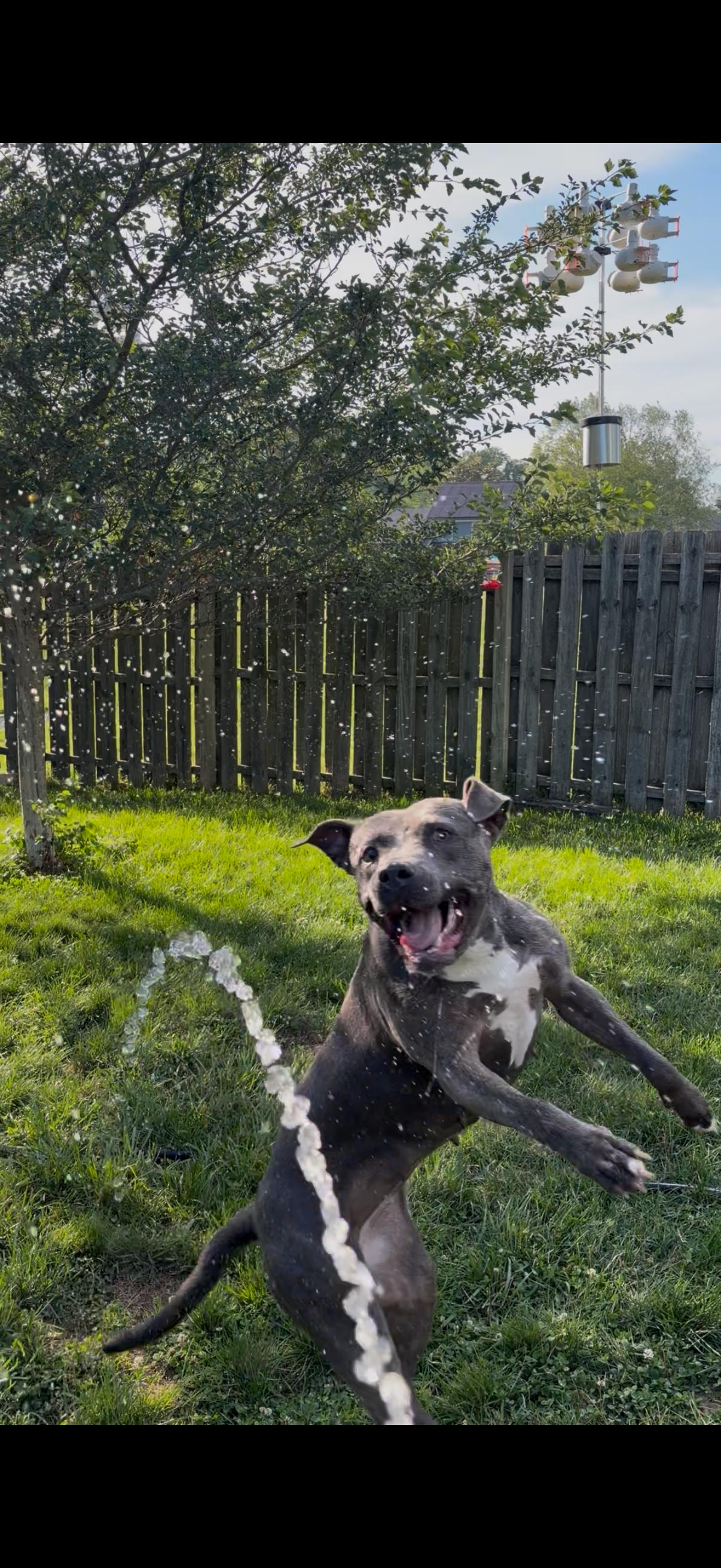 Enlarge MAVIS the blue nose, a ADOPTABLE Pit Bull Terrier in Media, PA image 4/6