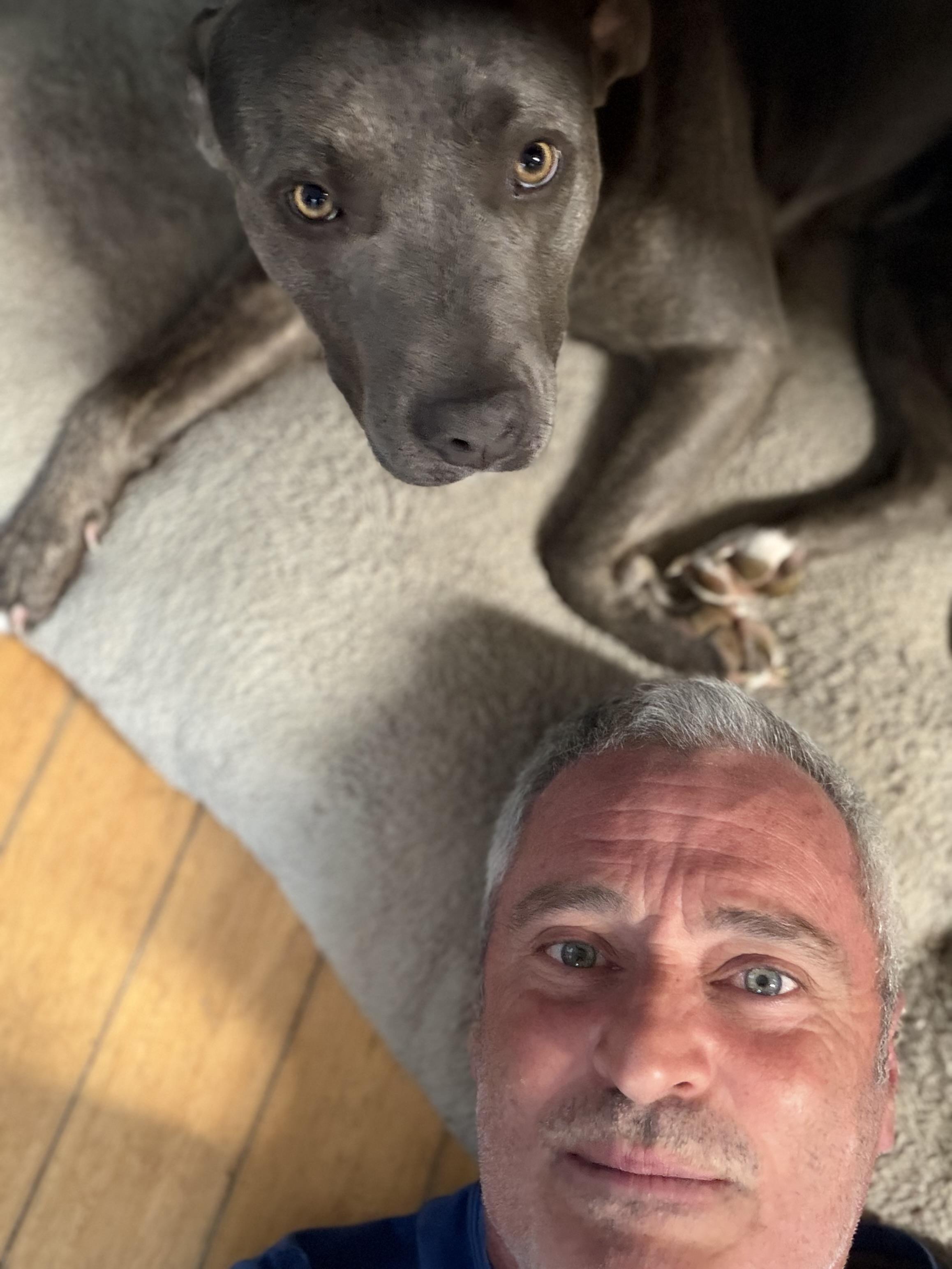 Enlarge MAVIS the blue nose, a ADOPTABLE Pit Bull Terrier in Media, PA image 2/6