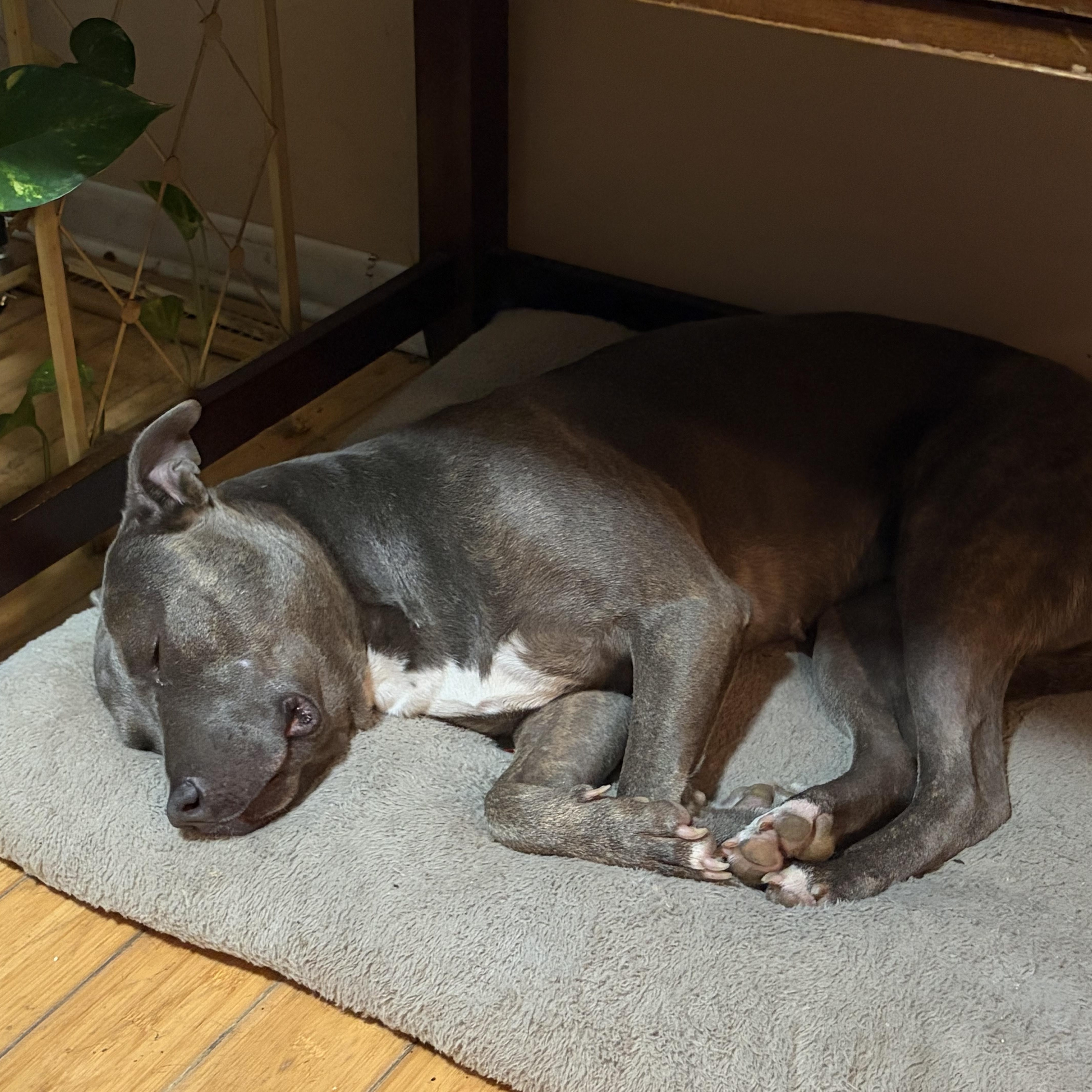 Enlarge MAVIS the blue nose, a ADOPTABLE Pit Bull Terrier in Media, PA image 5/6