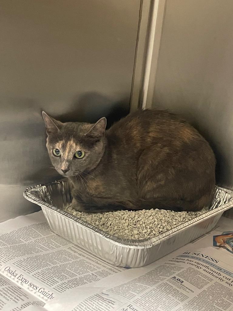 2025-08-150, Adopted, Young Female Domestic Short Hair.